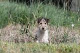 FOX TERRIER 207